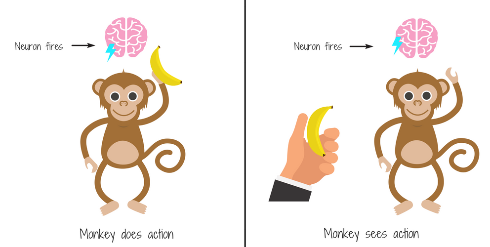 Mirror neurons monkeys